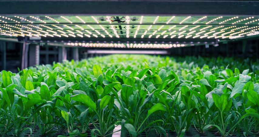 Spinach Leaves Mass Production in a Controlled Environment at a Modern Vertical Farm. Automated Hydroponics Facility with Air Temperature, Light, Water, Humidity Levels Regulated for Optimal Growth