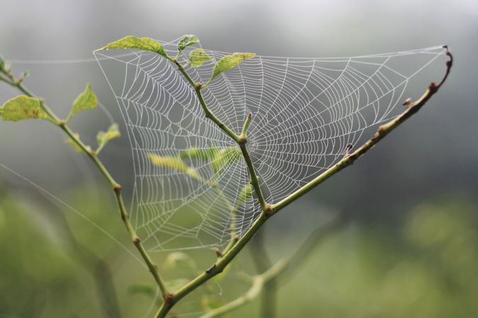 Spider web on branch in morning dew