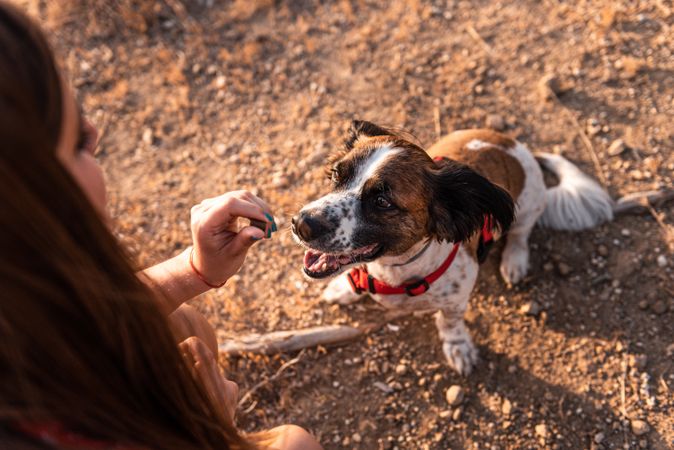 Woman feeding small friendly dog outdoors