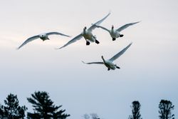 Trumpeter Swans with a slight wing collision in McGregor, Minnesota