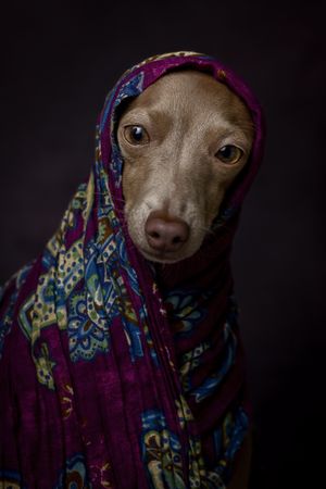 Italian Greyhound dog with scarf