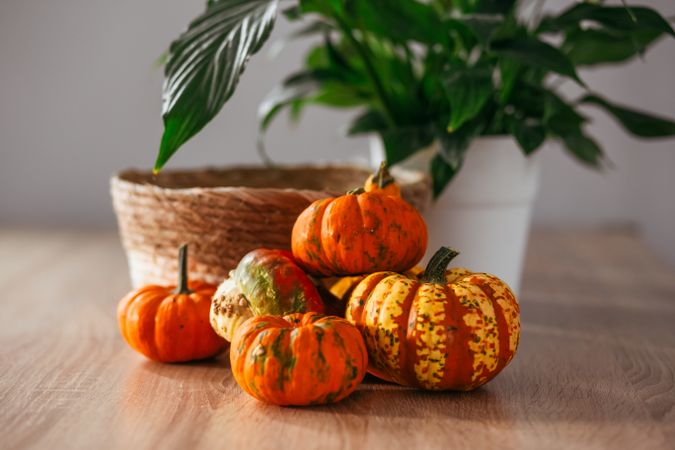Autumn harvest colorful squashes and pumpkins in different varie
