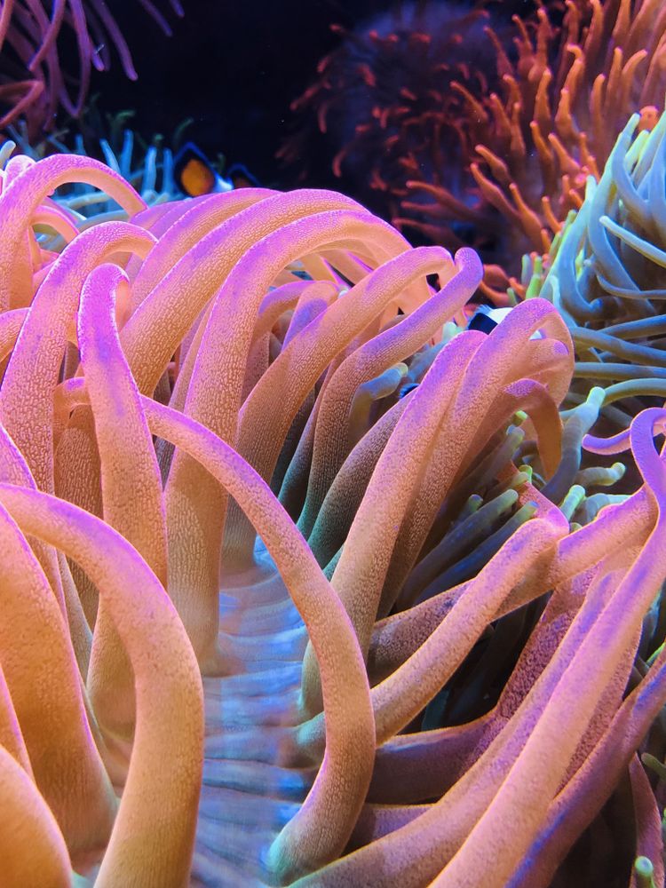 Under the sea