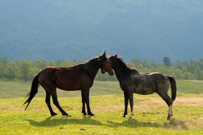Horses standing close together in grassy field