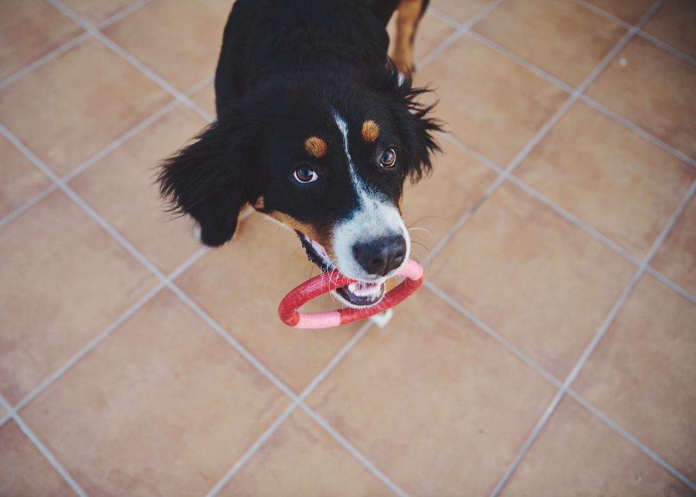 Bernese dog with ring toy in mouth