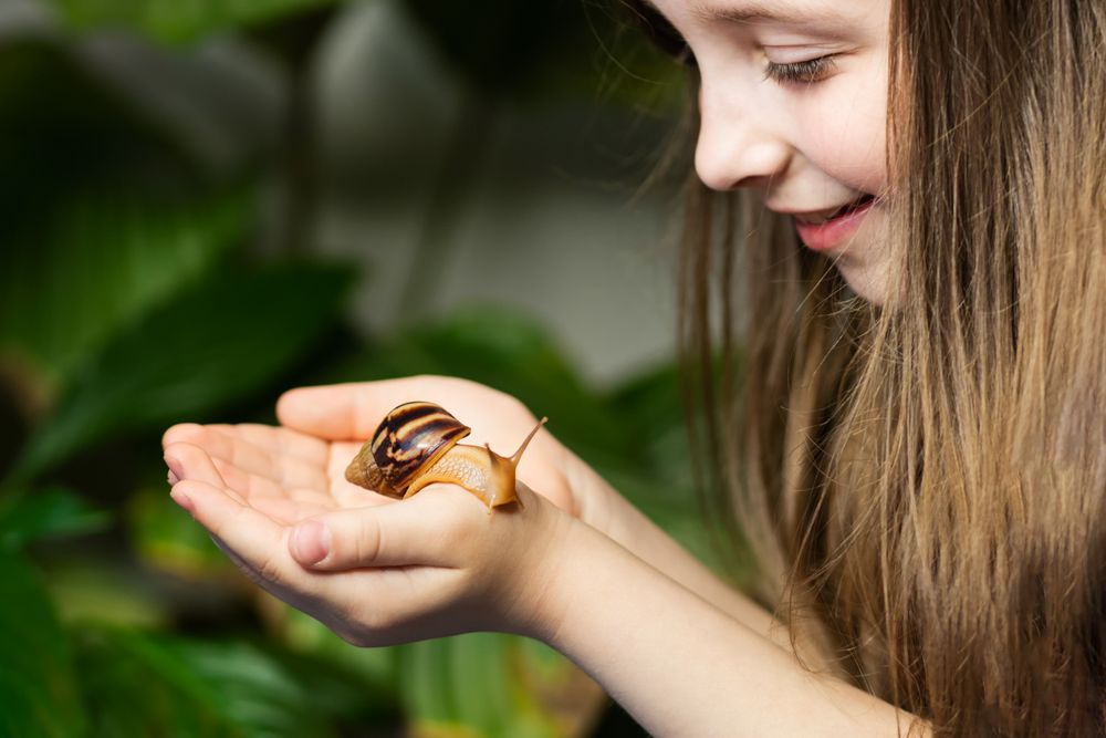 Snail achatina on girl's hand