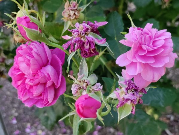 Deep fuchsia roses, horizontal