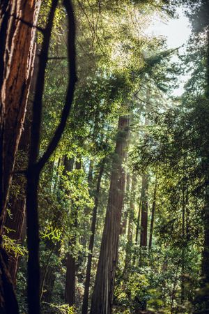 High green trees in forest in summer