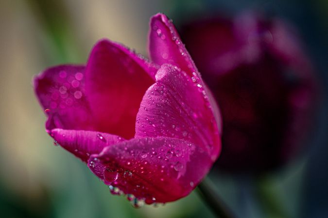 Side view close up of bright pink tulip with droplets