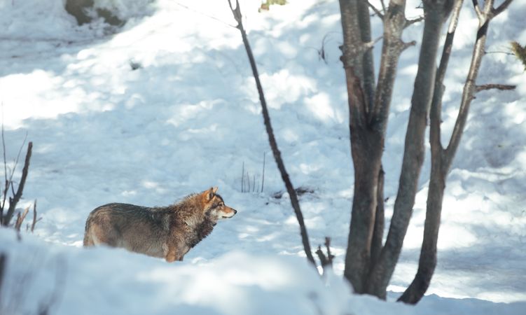 Wolf on hill near stones and snow