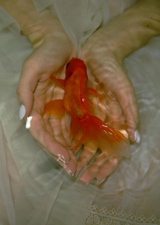 Orange fish in human's open palm in water