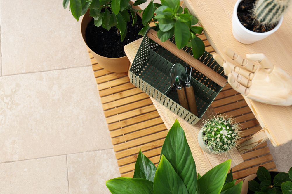 Cozy hobby - growing indoor plants at home