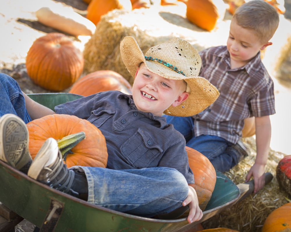 Two Boys Playing in Wheelbarrow at the Pumpkin Patch.