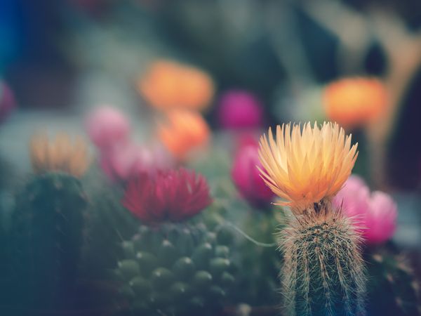Pretty flowers growing in garden