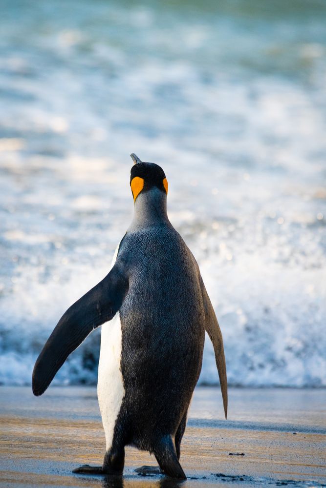 A king penguin walks to the sea