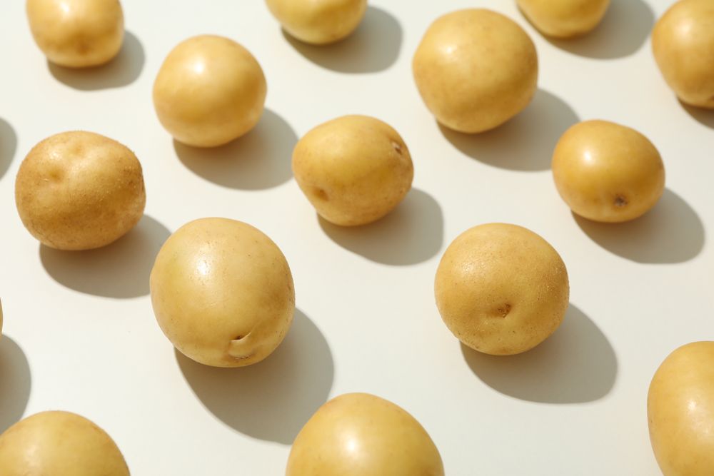 Rows of potatoes with shadow, close up,