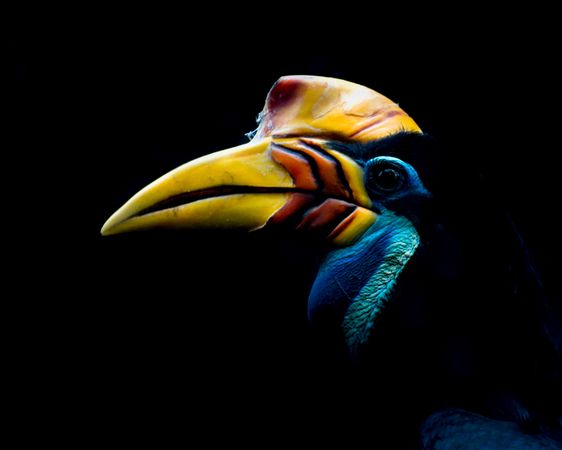 Hornbill in dark background