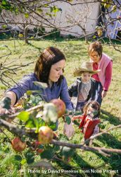 Woman picking apples from tree in a harvest with family 5aXOXa