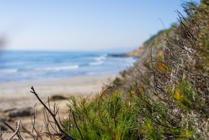 Close up of beach vegetation with coast in the background