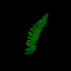 Neon tropical leaf in vivid green fluorescent color on dark background