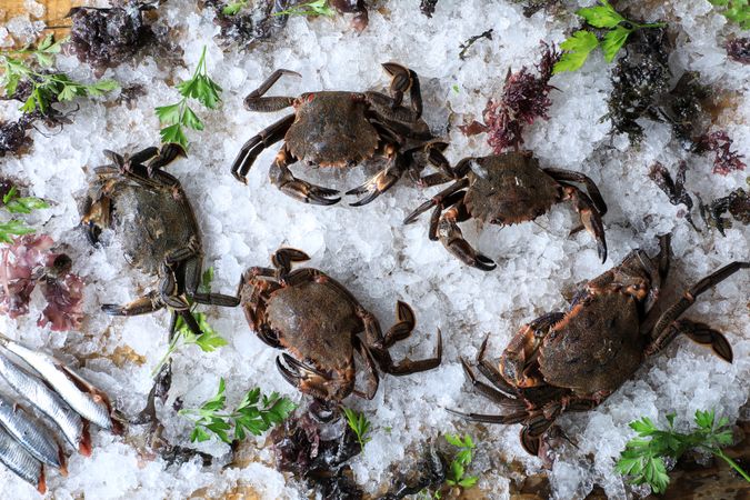 Big fresh crabs on cut ice cubes