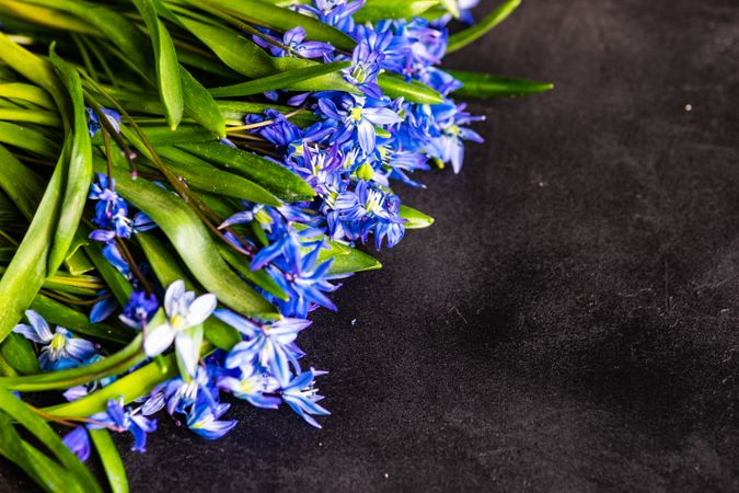 Scilla flowers on table with space for text