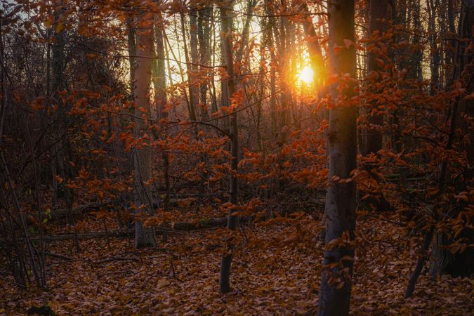 Sun setting through autumn trees