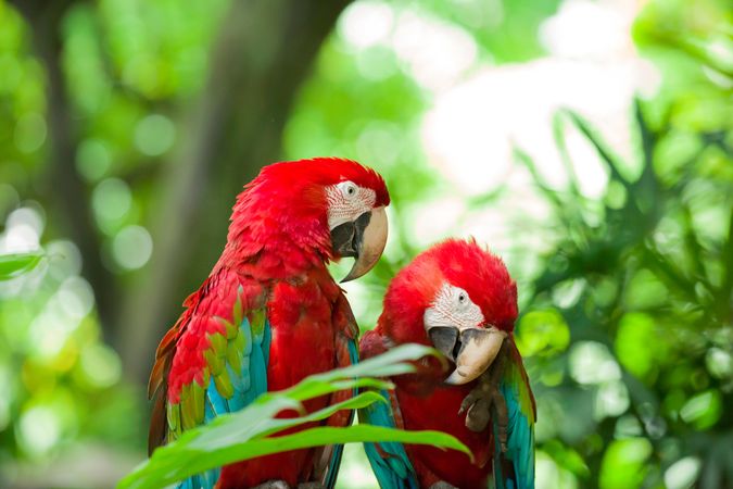 Red and blue macaws on green tree branch