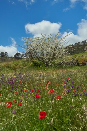 Blooming tree and flowers