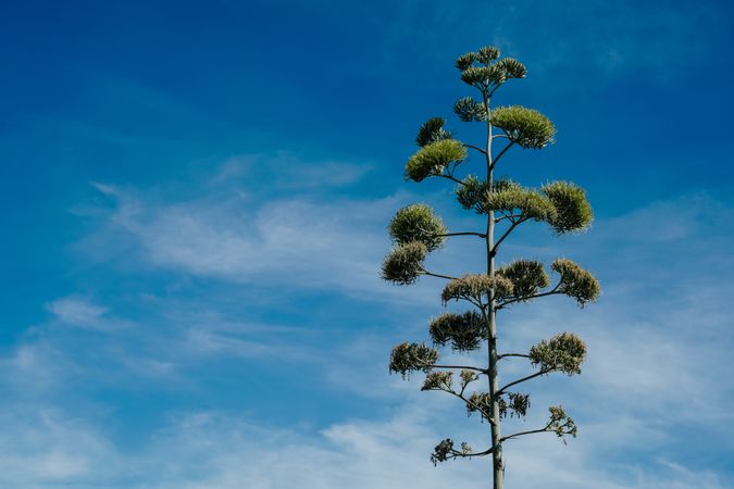Agave plant flower