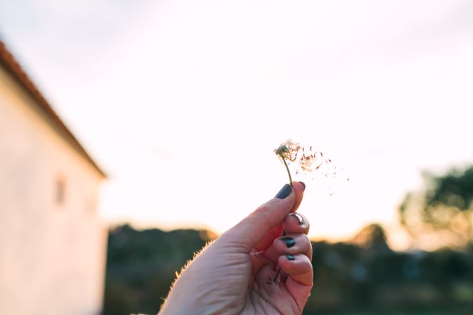 Crop hand with chamomile in nature
