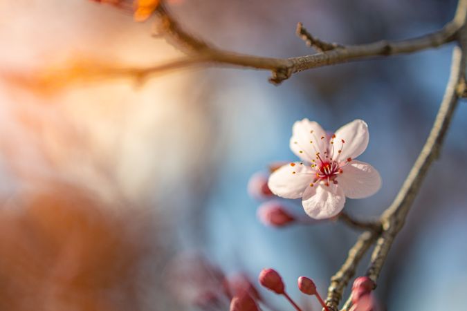 Close up of one cherry blossom flower on branch