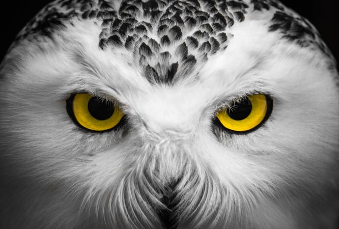 Close-up owl illustration