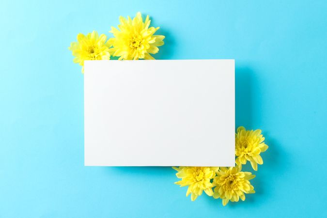 Yellow chrysanthemums and empty space on blue background, top view