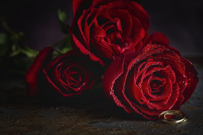 Red roses with dark background with wedding ring