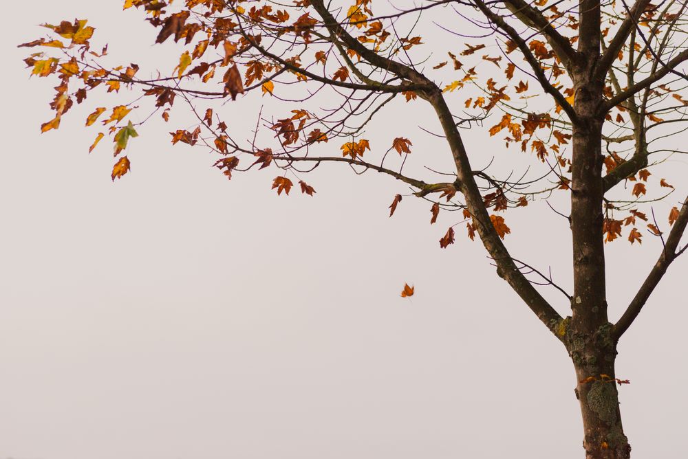 Tree with yellow leaves