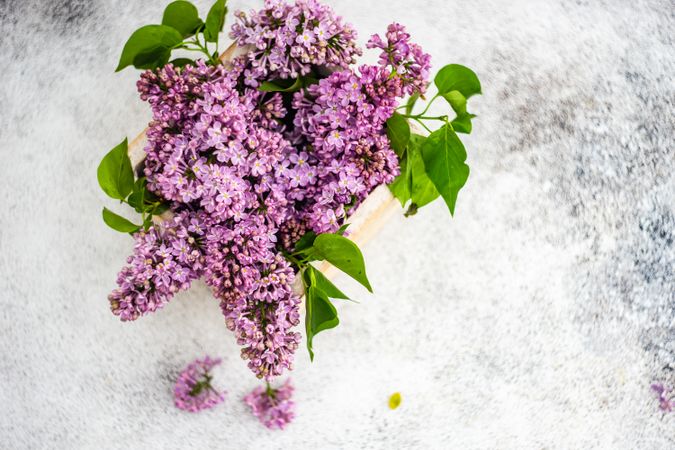 Minimalistic home interior decor with purple lilac flowers