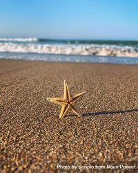 Brown starfish on seashore during daytime 0grJAb