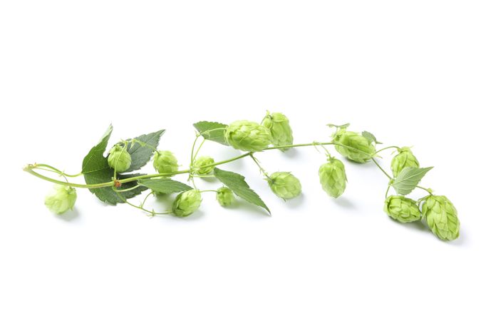Branch of fresh hop isolated on plain background