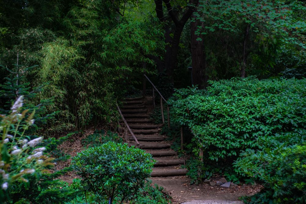 Forest landscape with old stairway