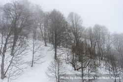 Barren forest in winter on Caucasus mountains 5z3Lo4