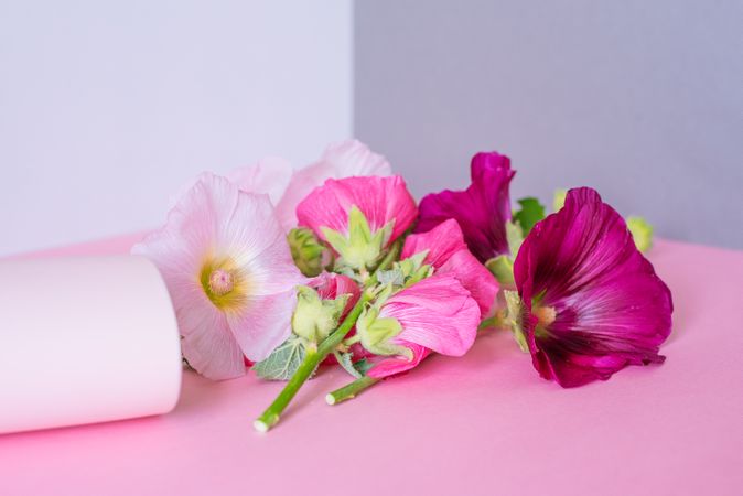 Pink flowers in a pink background