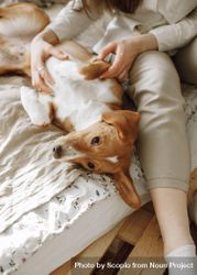 Woman petting with beagle  dog on bed 4dmGQb
