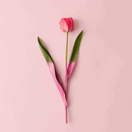 Spring tulip flower dipped in paint on pastel pink background