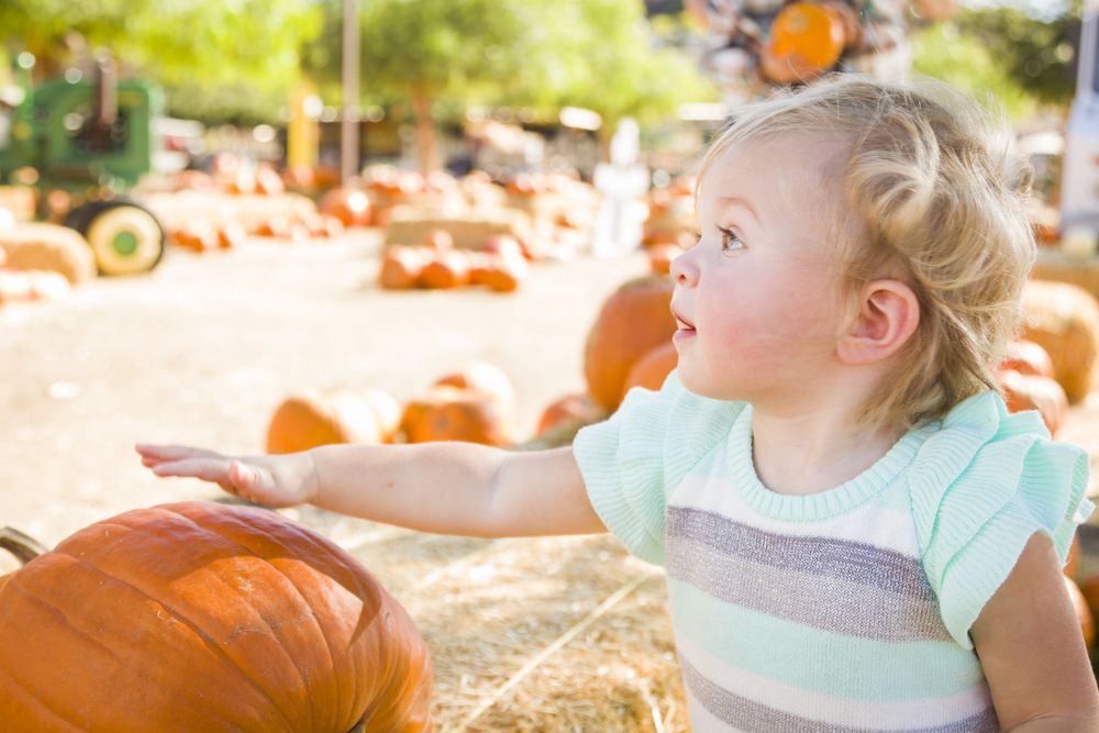Adorable Baby Girl Having Fun at the Pumpkin Patch.