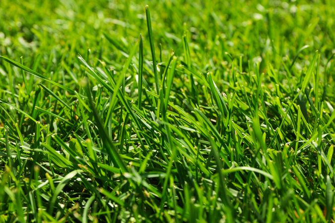Fresh green grass texture. Natural background, close up