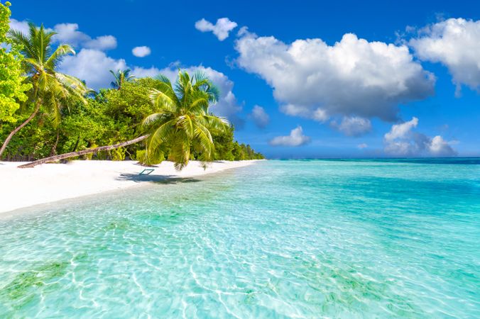 Palm tree leaning over blue water