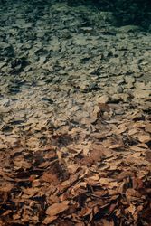 Autumn leaves on rough shore near clean water