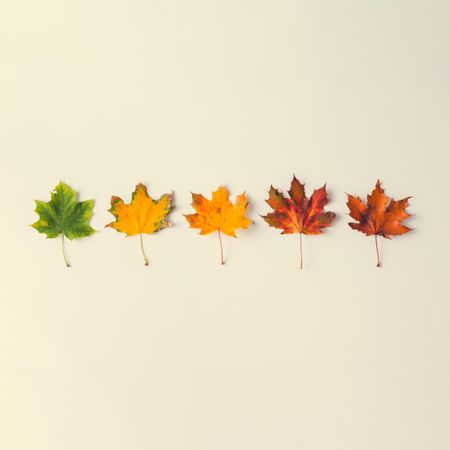 Autumn leaves from green to red on light  background