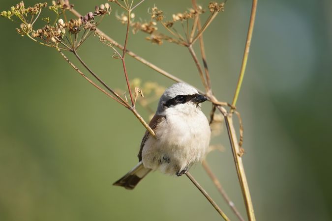 Loggerhead shrike bird on brown tree branch